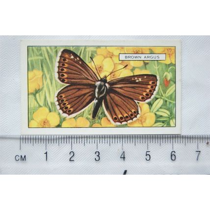 1938 Gallaher's Butterflies & Moths No. 23 Brown Argus
