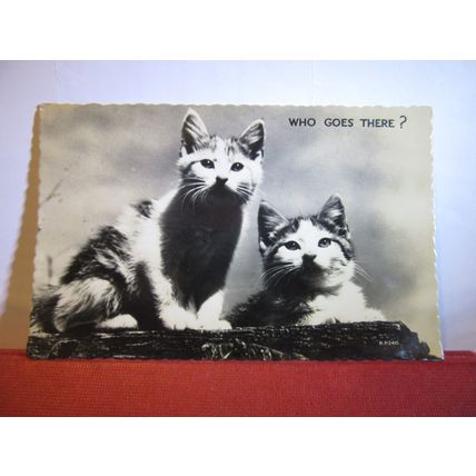 WHO GOES THERE? CATS used vintage postcard RP 1962 pm =