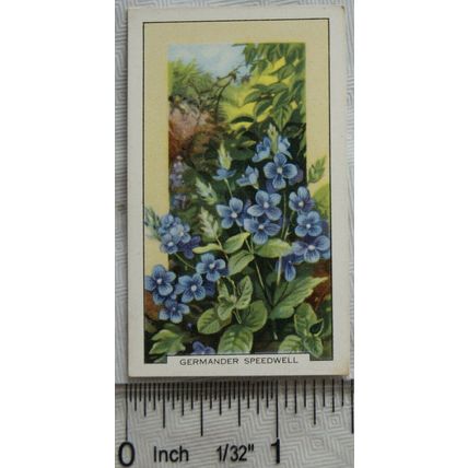 1939 Gallaher's Wild flowers No. 12 Germander Speedwell