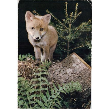 Postcard Young fox