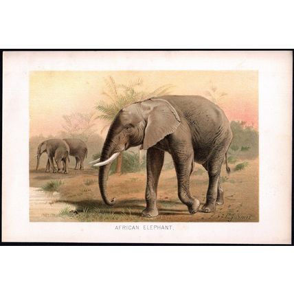 AFRICAN ELEPHANT 1894 Mammal - Pierre Jacques Smit VICTORIAN CHROMOLITHOGRAPH