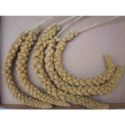 QUALITY BUSHY MILLETS SPRAYS IDEAL FOR CAGE, AVIARY & WILD BIRDS, GERBILS & MICE
