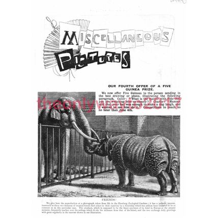 Rhino & Elephant Friends, Bk Illustration 1895, MODERN REPRODUCTION