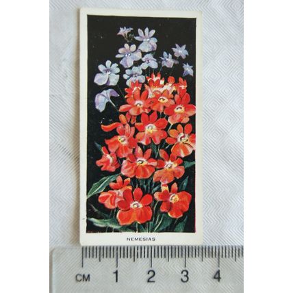 1936 Carreras Flowers No. 44 Nemesias
