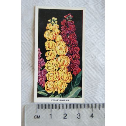1936 Carreras Flowers No. 40 Wallflowers