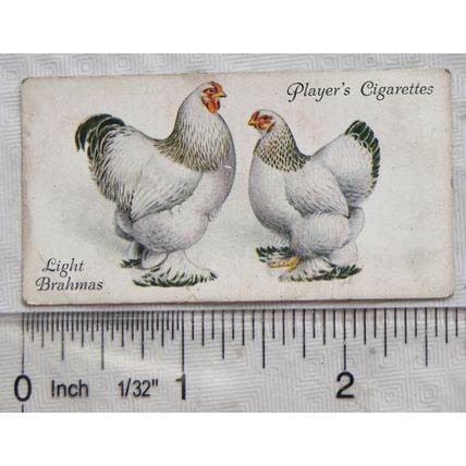 1931 John Player & Sons Poultry No. 5 Light Brahmas