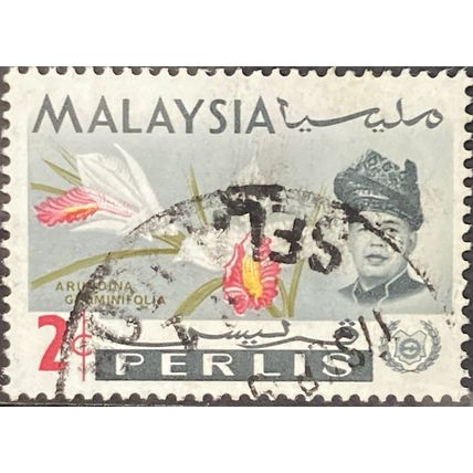 Malaya Perlis QEII 1965 2c Arundina Graminifolia Used SG 42 Sc 41 stamp flower 3