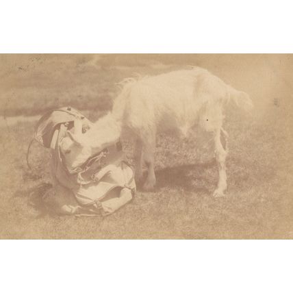 Swiss Goat Eats Owners Lunch From Mountain Sack Comic Old Postcard