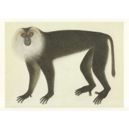 John Reeves Lion Haired Macaque Painting Tate Gallery Postcard