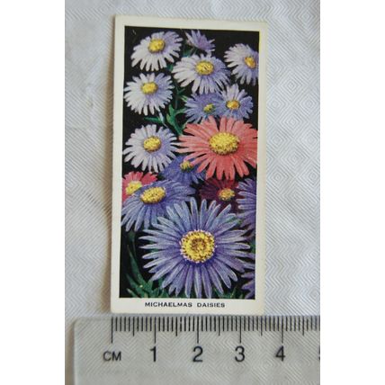 1936 Carreras Flowers No. 7 Michaelmas Daisies