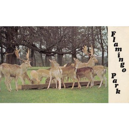 Deer Family at Flamingo Park Malton Yorkshire Wildlife Zoo 1970s Postcard