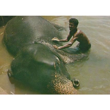 Katugastota Sri Lanka India Elephant Bath 1970s Postcard