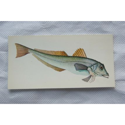 1978 Craven Black Cat Sport Fish card No. 34 Tub Gurnard