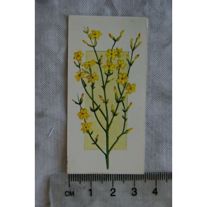 Craven Black Cat Flowers all the Year Round card No. 46 Jasminum nudiflorum