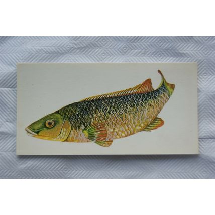 1978 Craven Black Cat Sport Fish card No. 33 Ballan Wrasse