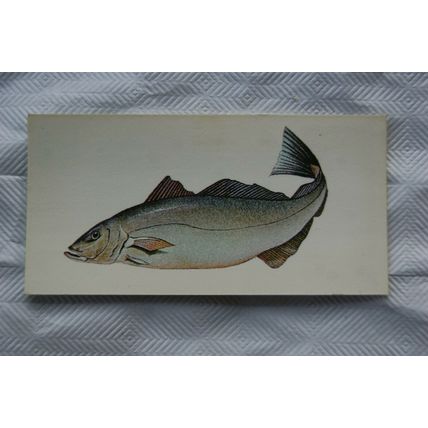 1978 Craven Black Cat Sport Fish card No. 35 Pollack