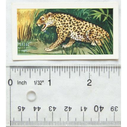 1958 Swettenham tea card Wild Animals No. 15 The Leopard
