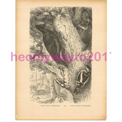 Great Black Woodpecker, Victorian Natural History Book Illustration, 1896