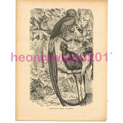 Long Tailed Trogon or Quesal, Victorian Natural History Book Illustration, 1896