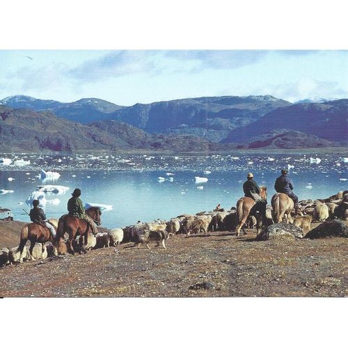 BET.G540: Sheep herding on horseback near Tasiusaq, South Greenland.