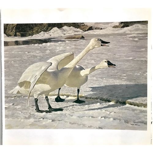 Robert Bateman print COURTING PAIR Swans vintage animal Poster Wall Art Decor