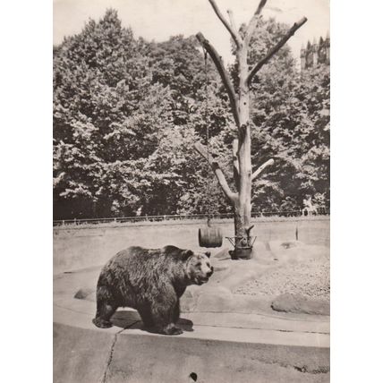 Berlin Zoo Wildlife Park Angry Bear Germany Postcard