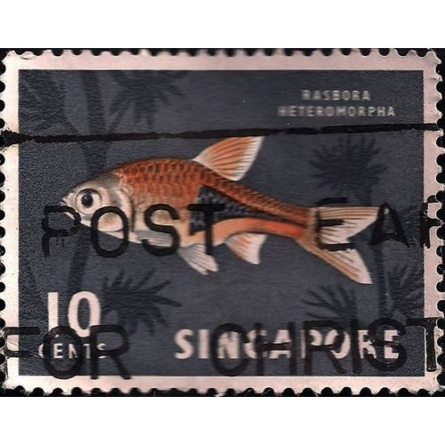 SINGAPORE, FISH, Rasbora Heteromorpha, grey 1962, 10c, #2
