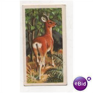 1958 Brooke Bond (Great Britain) Ltd.Tea card British Wild Life No.6 Roe Deer