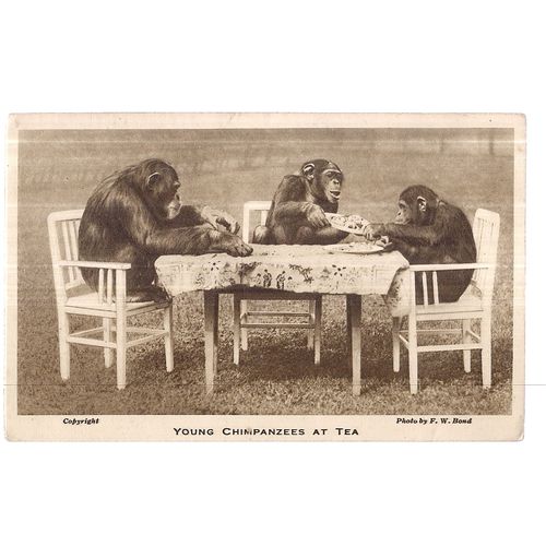 YOUNG CHIMPANZEES AT TEA unused postcard by LONDON ZOO photo by F W Bond (A) =