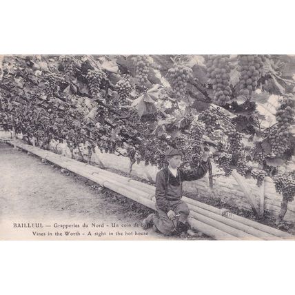 Bailleul Grapperies du Nord Une Serre French Old Postcard