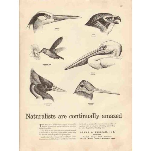 young rubicam inc 1947 naturalists amazed media advertising vintage ad