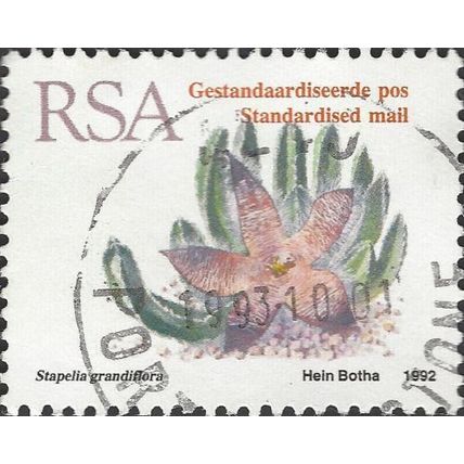 SOUTH AFRICA, SUCCULENT, Stapelia grandiflora, white 1993, 24mm, #3