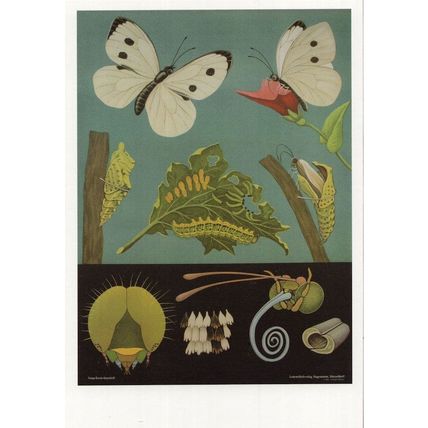 Large White Butterfly Old School Lesson Wall Chart Postcard