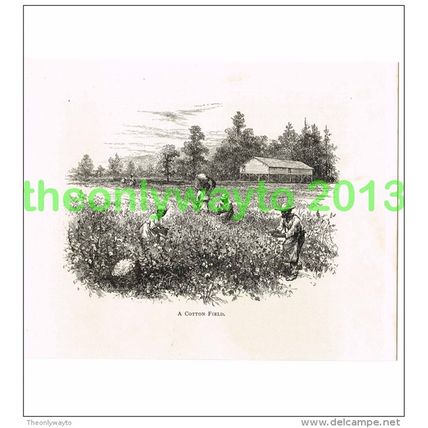 COTTON FIELD, ALABAMA, USA, BOOK ILLUSTRATION (PRINT) 1891