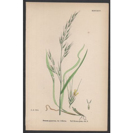 TALL BROME-GRASS, VAR. B 1872 John Edward Sowerby PLANT PRINT