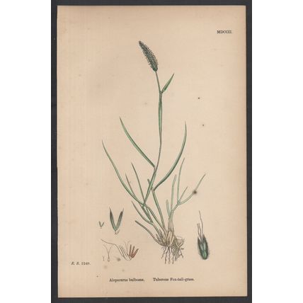 TUBEROUS FOX-TAIL-GRASS 1872 John Edward Sowerby PLANT PRINT
