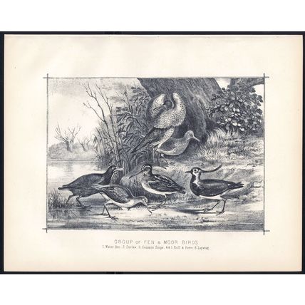 GROUP OF FEN & MOOR BIRDS 1890 Water Hen - Curlew VICTORIAN ENGRAVING