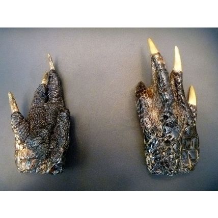 Alligator feet 4 - 5.5" claws preserved dried unique collectible taxidermy stran
