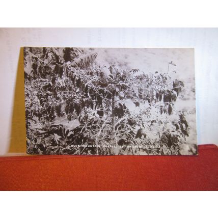 BLUE MOUNTAIN COFFEE, ST. ANDREW, Jamaica unused antique postcard RP #