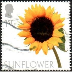 2023 Flowers 1st Value. Sunflower. Fine Used