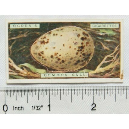 1923 Ogdens Bird's Eggs cut-out No. 15 Common Gull