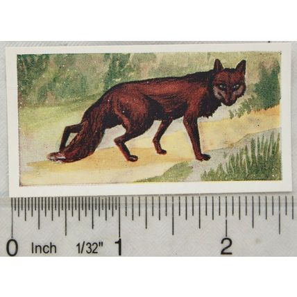 Neilson's Interesting Animals card No. 37 Red Fox