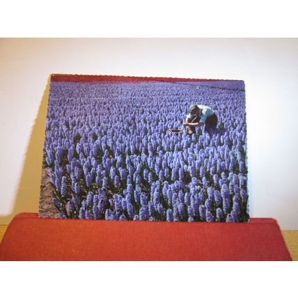 FIELD OF HYACINTH, NETHERLANDS unused postcard flowers =