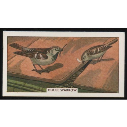 British Birds & their nests Sunlight soap trading card # 18 House Sparrow