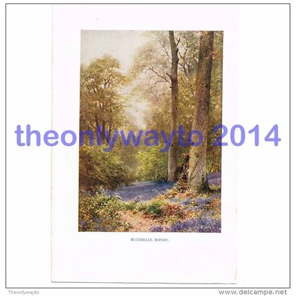 Bluebells, Ripley, Surrey, England, Book Illustration (Print), 1922