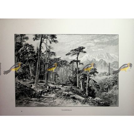 Valdoniello, Corsica, France, Book Illustration (Print), 1890