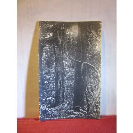 PRIMEVAL FOREST WITH LIANA, LIANES unused antique postcard RP =
