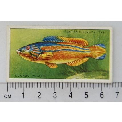 1935 Players Sea Fishes No. 29 Cuckoo Wrasse