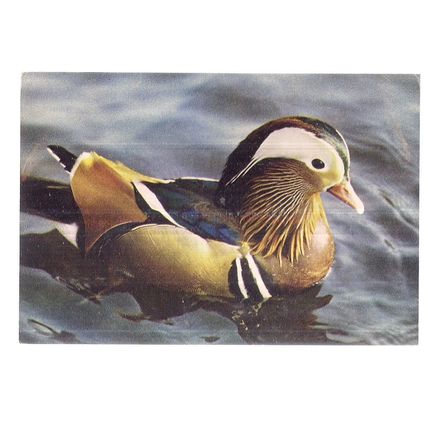 MANDARIN DRAKE DUCK. unused vintage postcard. by J.Arthur Dixon =