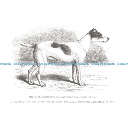 D026878 Mr. E. M. Southwells Fox Terrier. Sand Peur. Turk. Old Dame Dam Lotes. O
